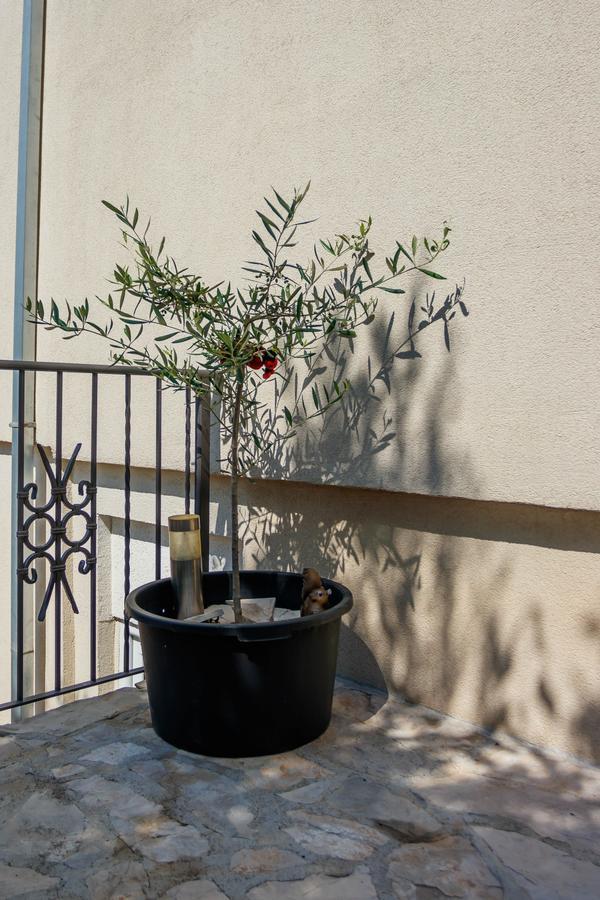 Apartmani Petar Tivat Zewnętrze zdjęcie